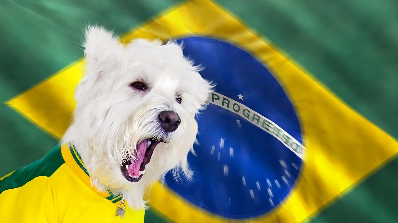 6 raças de cachorros brasileiros para conhecer - NSC Total